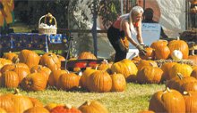 Pumpkins Help Navajos and Local Charities