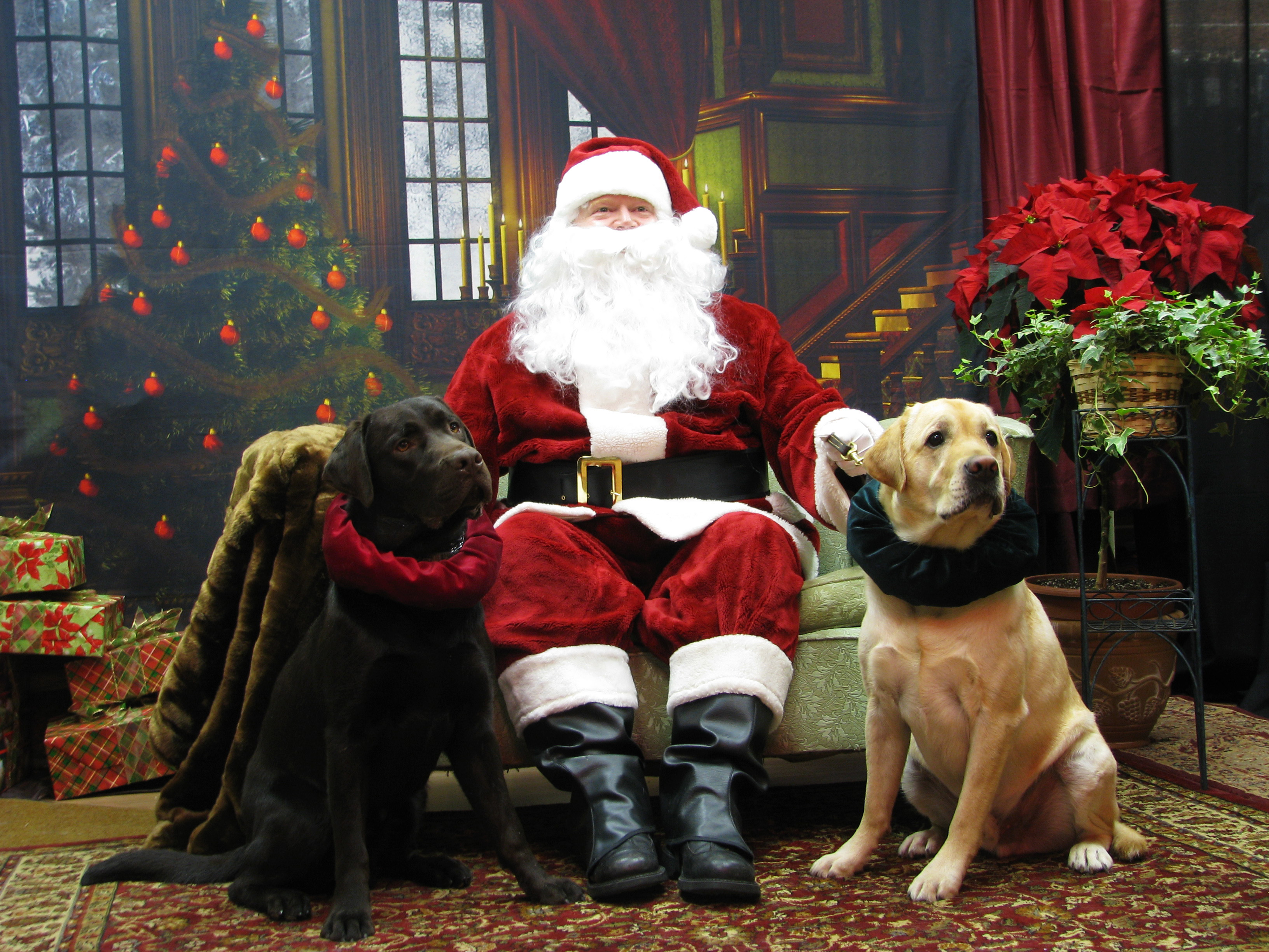 Pet Matters: Alexandria is the perfect place to be a pet during the holidays