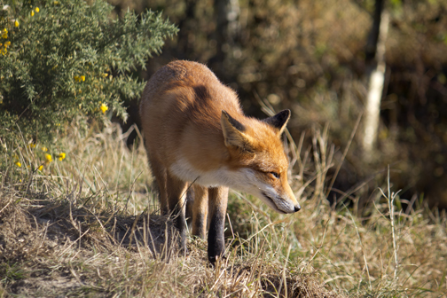 Putting an end to fox pens