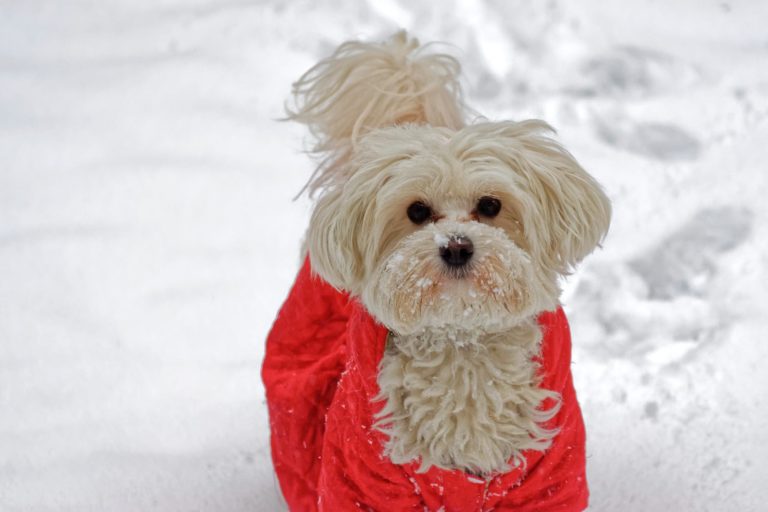 Pets: Protect your furry friend from freezing weather