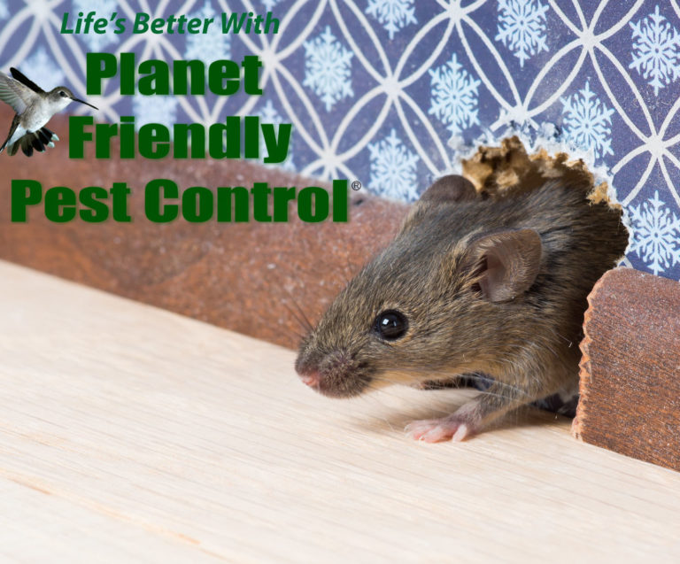 Secrets of the pros: How do exterminators get rid of mice?