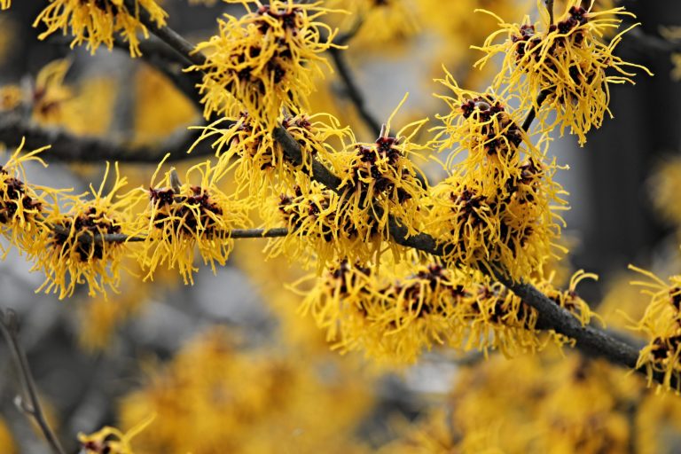 Five native shrubs for early spring blooms
