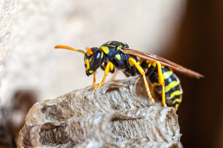 Why are yellow jackets so aggressive in Southern Maryland and Northern Virginia?